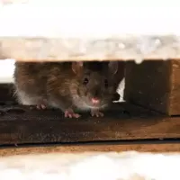 rodent hiding in the wood