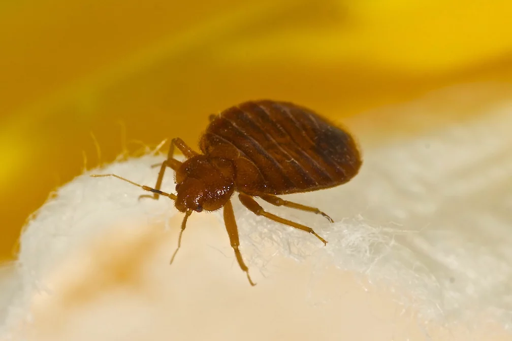 What Resembles Bed Bug Bites? the bugman
