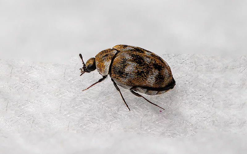 Carpet Beetles Vs Bed Bugs How To Tell