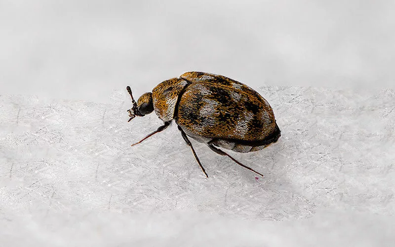 Carpet Beetles vs Bed Bugs How to Tell The Difference Between the Two the bugman