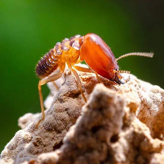 Termite on wood