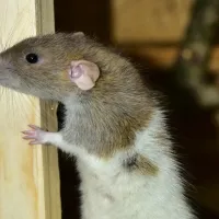 rodent looking from inside an attic