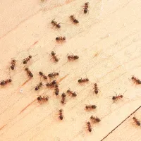 ants on kitchen counter