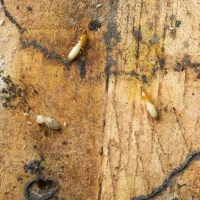 termites on wood