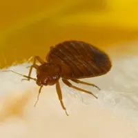 Bed Bug on sheet