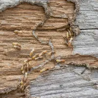 termites on wood