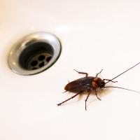 american cockroach circling a drain