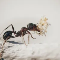 ant with a piece of food