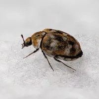 carpet beetle on fabric
