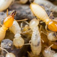 termites on the wood