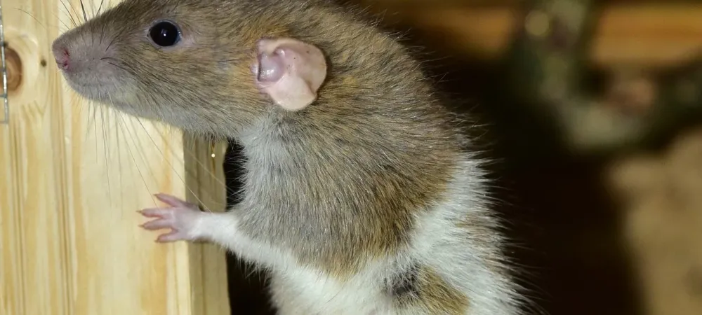 rodent looking from inside an attic