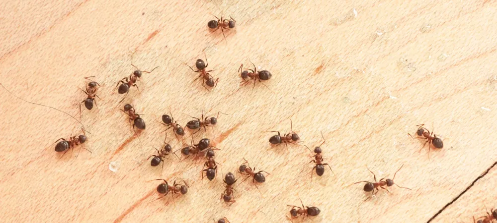 ants on kitchen counter