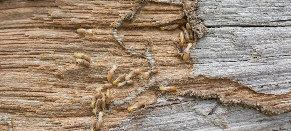 termites on wood