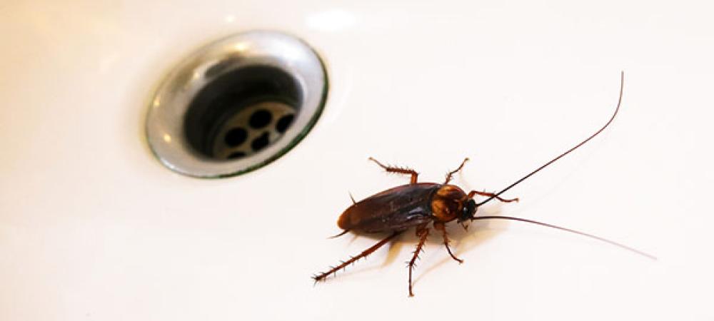 american cockroach circling a drain