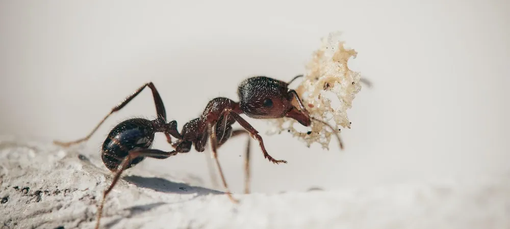 ant with a piece of food