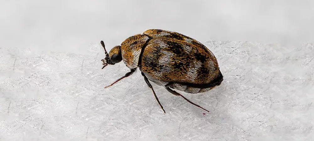 Carpet Beetles Treatment & Control