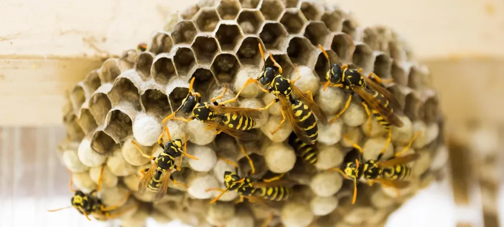 wasps in their nest