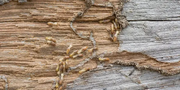 termites on wood