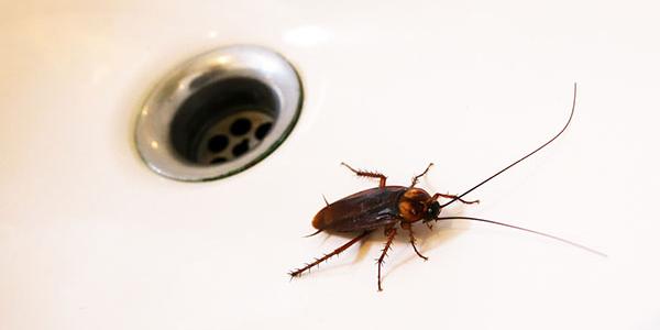 american cockroach circling a drain