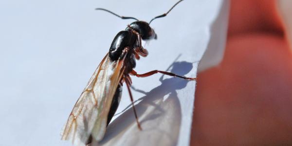 flying ant