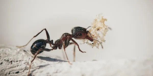 ant with a piece of food