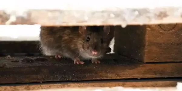 rodent hiding in the wood