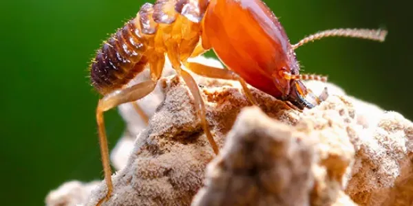 Termite on wood