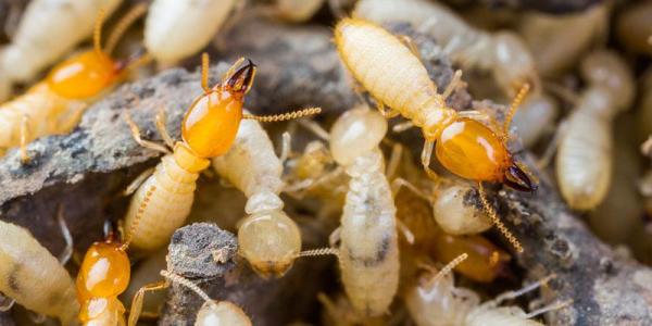 termites on the wood