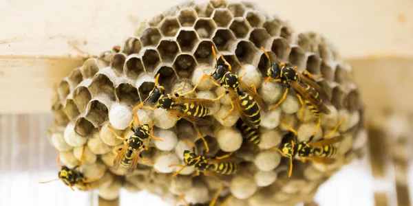 wasps in their nest