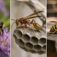 bee vs wasp vs yellow jacket comparison