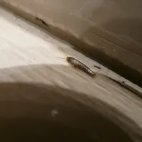 silverfish