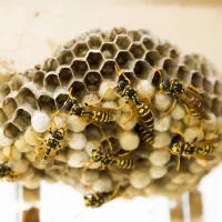 wasps in their nest