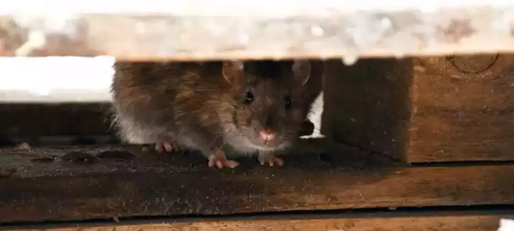 rodent hiding in the wood